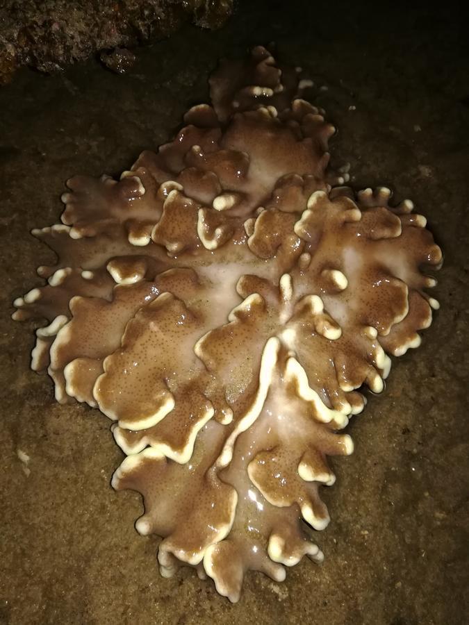 Simukut Place Kampong Pasir Sanang Burong Esterno foto